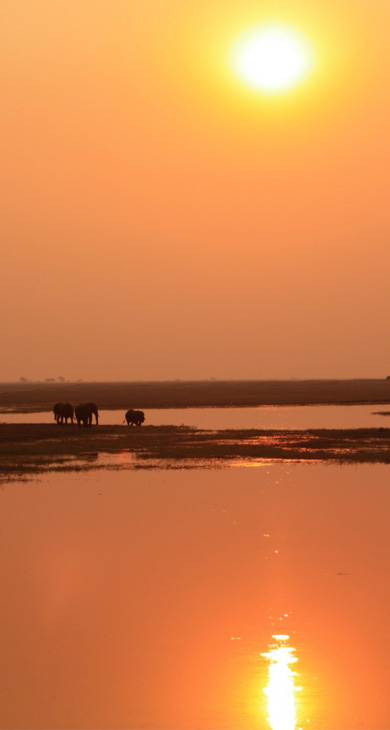 elephants in the sunset