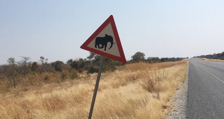 Warning sign telling us there could be elephants near the road