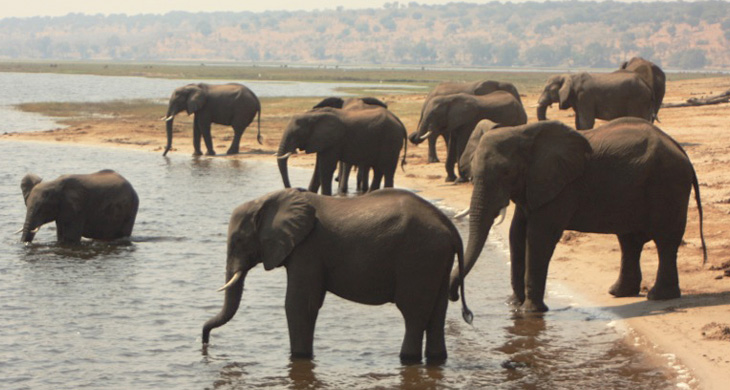 Herd of elephants near the water