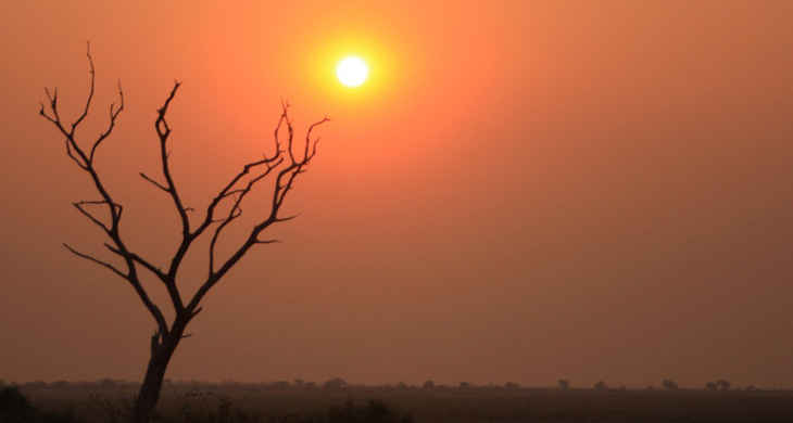 A tree on the savanna against the sunset