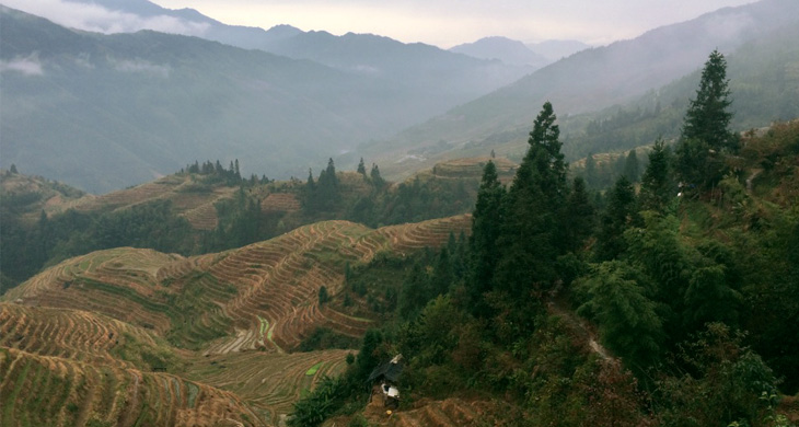 Longji rice terrace